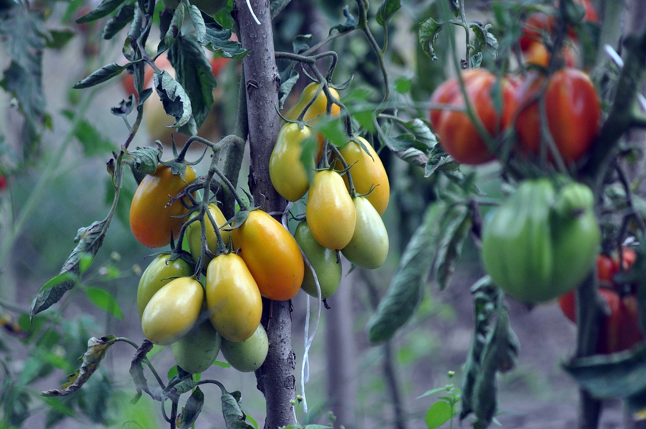 Vegetable Gardening for Beginners: Tips and Tricks